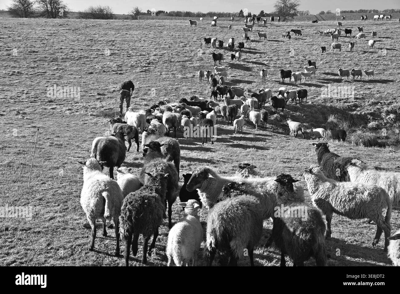 Moutons (Ovis gmelini aries) en pâturage, jeune berger gauche jalonnant des pâturages frais, noir et blanc, Bentin, Mecklembourg-Poméranie occidentale, Allemagne Banque D'Images
