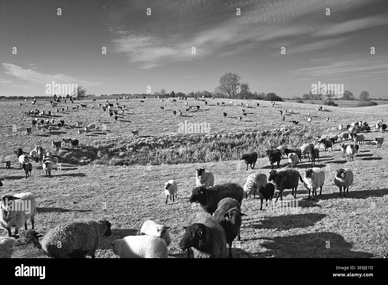 Moutons (Ovis aries) en pâturage, Bentin, noir et blanc, Mecklenburg-Vorpommern, Allemagne Banque D'Images