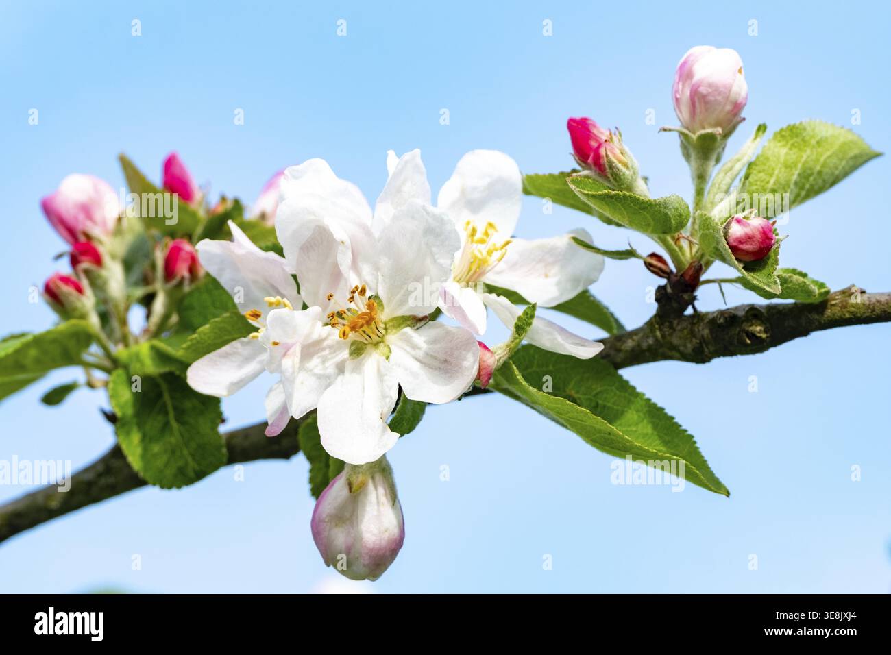 Borken, NRW, Allemagne, branche de pommier fleurissant avec des fleurs et des bourgeons d'ouverture sur un ciel bleu clair Banque D'Images