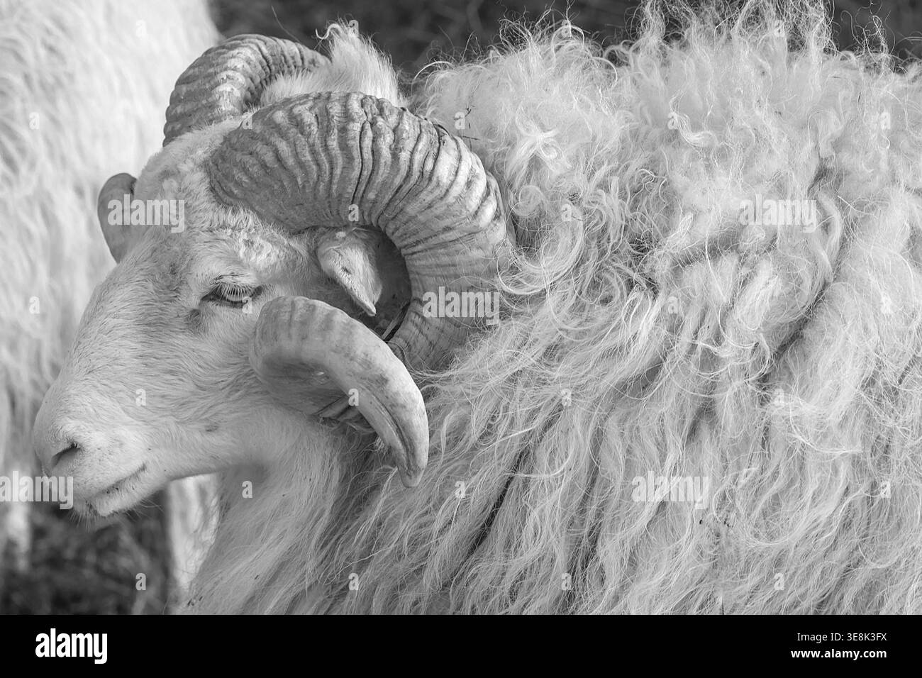 Mouton, mâle à cornes Moorschnucke (Ovis aries), noir et blanc, Rehna, Mecklembourg-Poméranie occidentale, Allemagne Banque D'Images