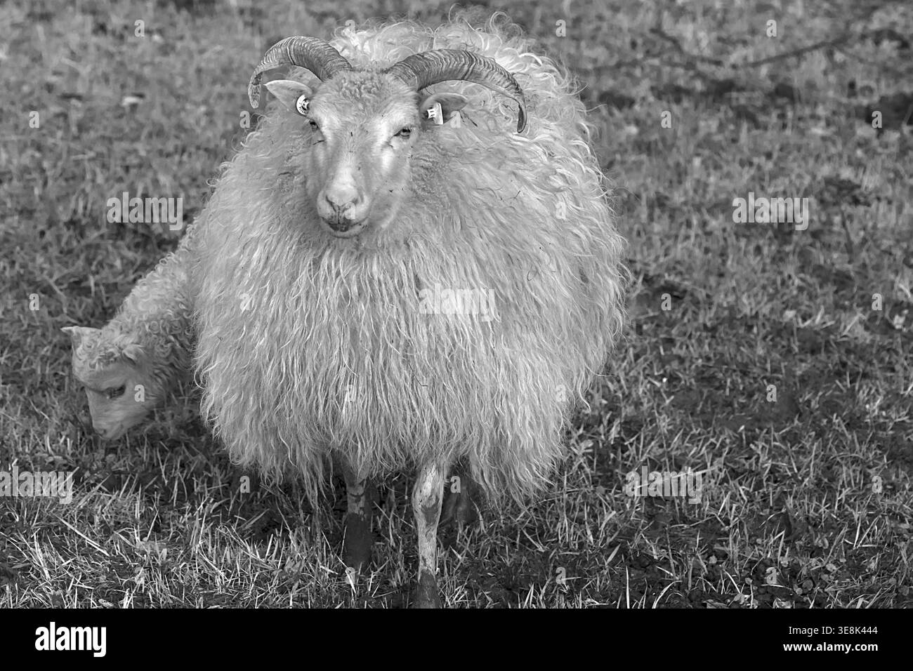 Mouton, Moorschnucke à cornes (Ovis aries) avec son agneau sur le pâturage, noir et blanc, Mecklenburg-Vorpommern, Allemagne Banque D'Images