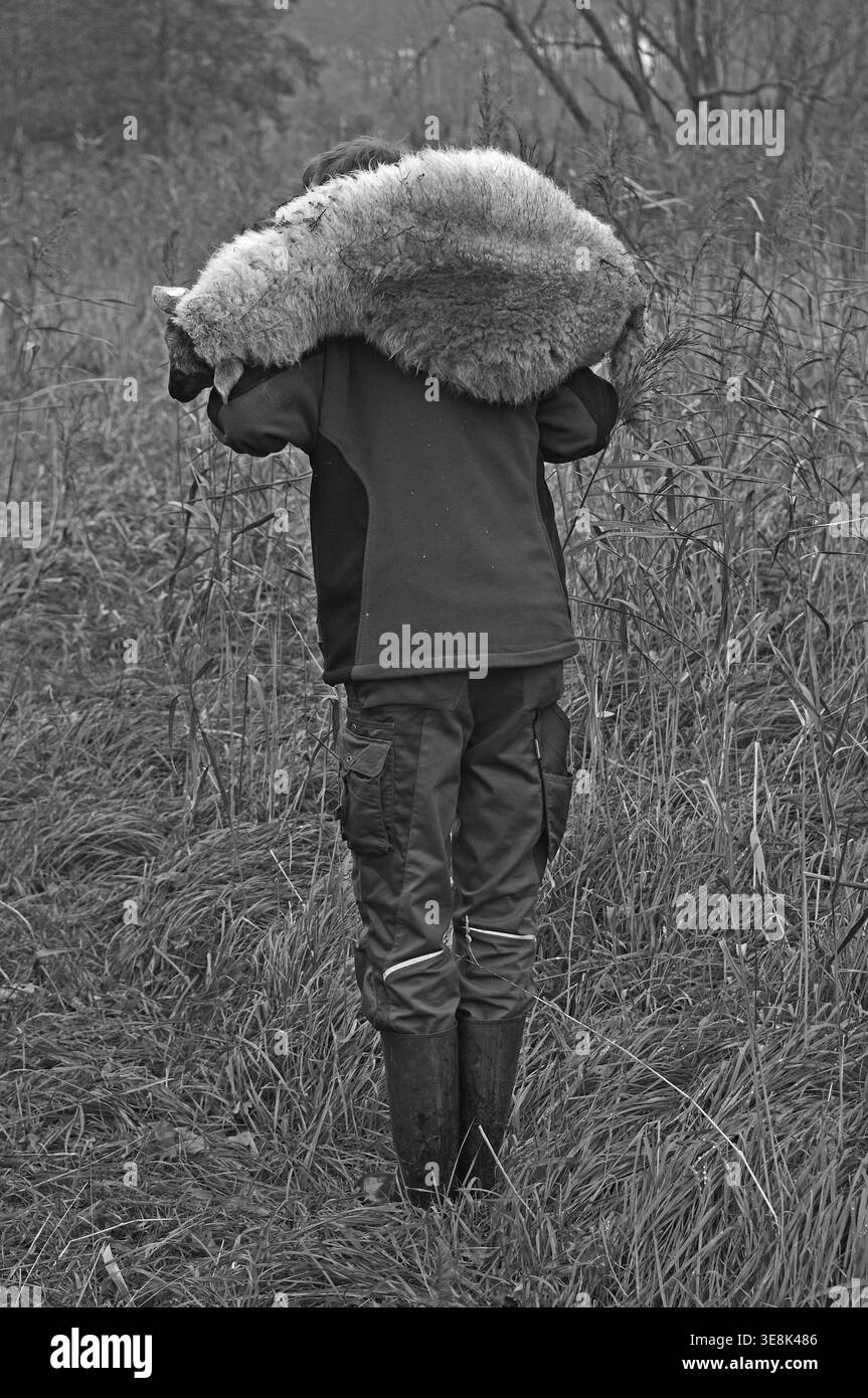 Jeune berger portant un mouton faible sur ses épaules, noir et blanc, Pinnow, Mecklembourg-Poméranie occidentale, Allemagne Banque D'Images