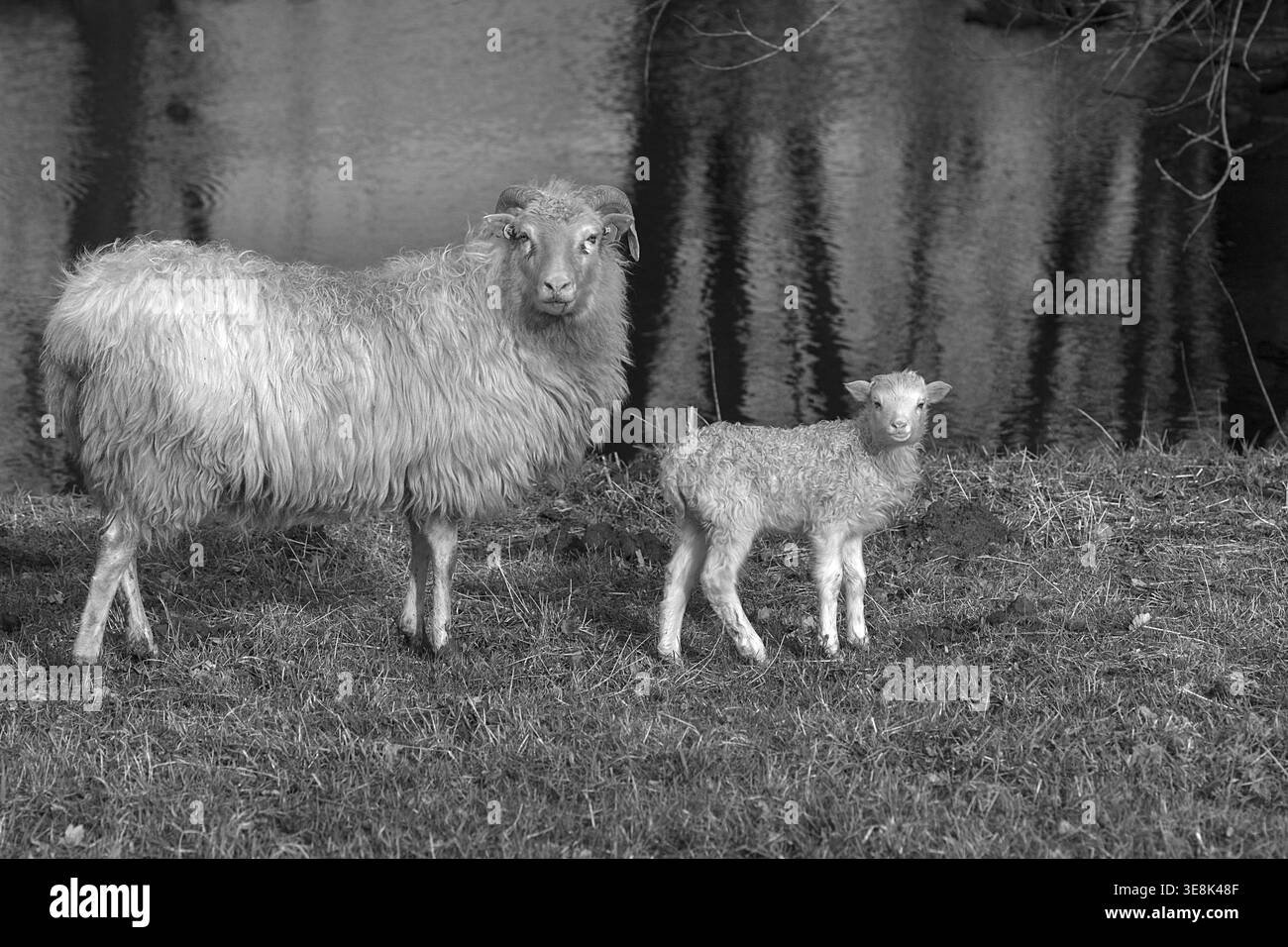 Mouton, Moorschnucke à cornes (Ovis aries) avec son agneau sur le pâturage d'un étang, Mecklenburg-Vorpommern, Allemagne Banque D'Images
