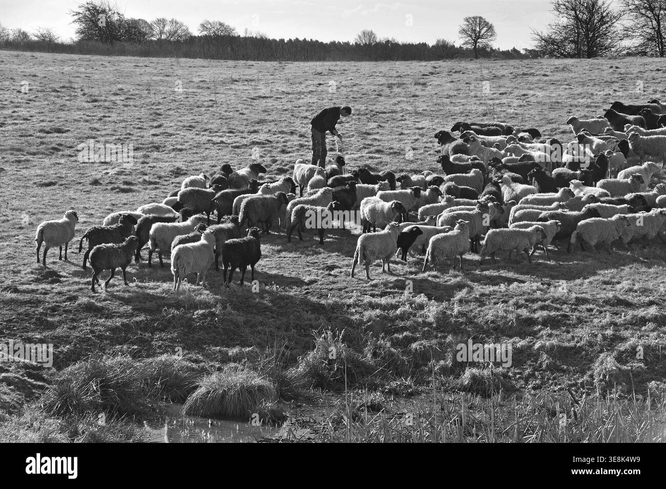 Moutons (Ovis gmelini aries) en pâturage, derrière un jeune berger jalonnant des pâturages frais, noir et blanc, Bentin, Mecklenburg-Poméranie occidentale, Allemagne Banque D'Images