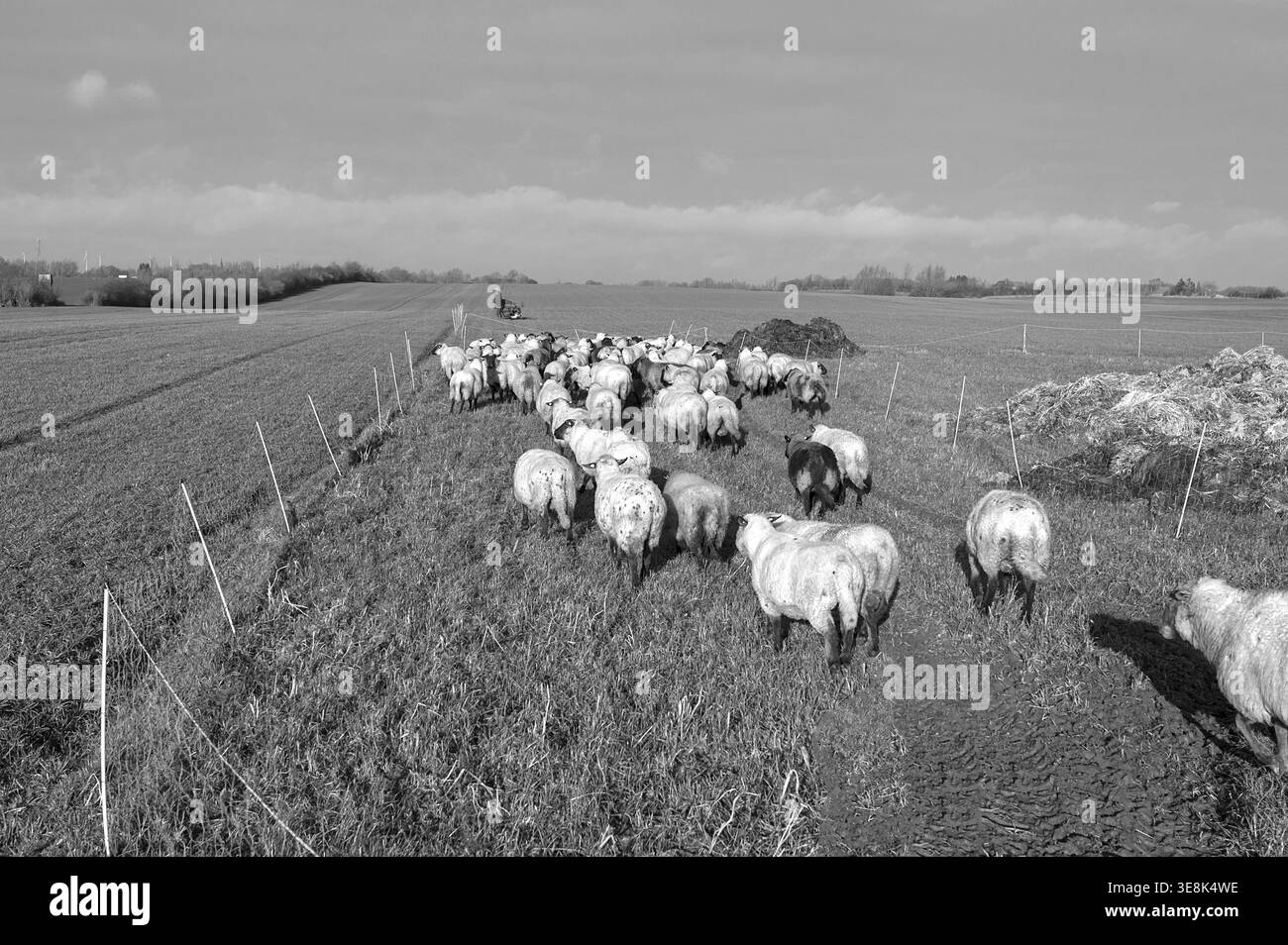 Moutons (Ovis) courant vers un nouveau pâturage, noir et blanc, Mecklenburg-Vorpommern, Allemagne Banque D'Images