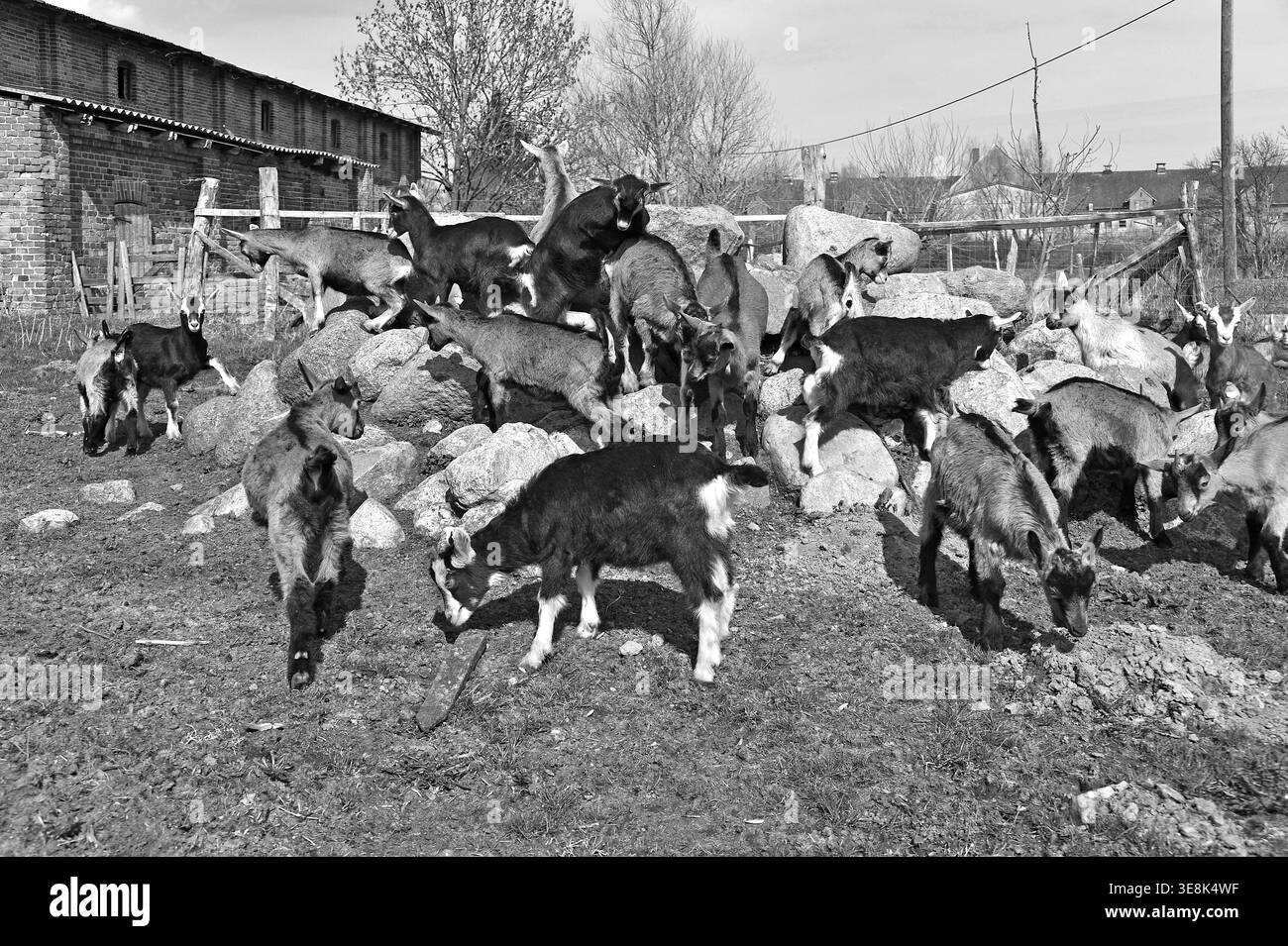 Chèvres (Capra aegagrus hircus) grimpant sur un tas de pierres, ferme biologique, noir et blanc, Othenstorf, Mecklembourg-Poméranie occidentale, Allemagne Banque D'Images
