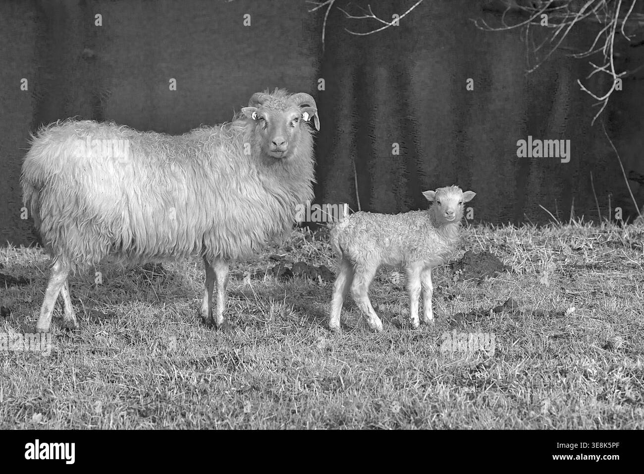 Mouton (Ovis gmelini aries), coucou à cornes avec son agneau au bord de l'eau, noir et blanc, Othenstorf, Mecklembourg-Poméranie occidentale, Allemagne Banque D'Images