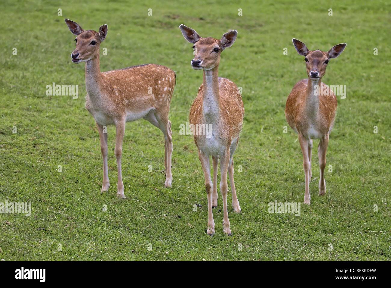 Cerfs en jachère dans une clairière dans la nature Banque D'Images