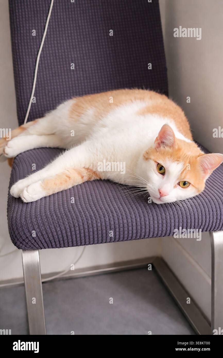 Chat blanc et gingembre reposant sur une chaise Banque D'Images