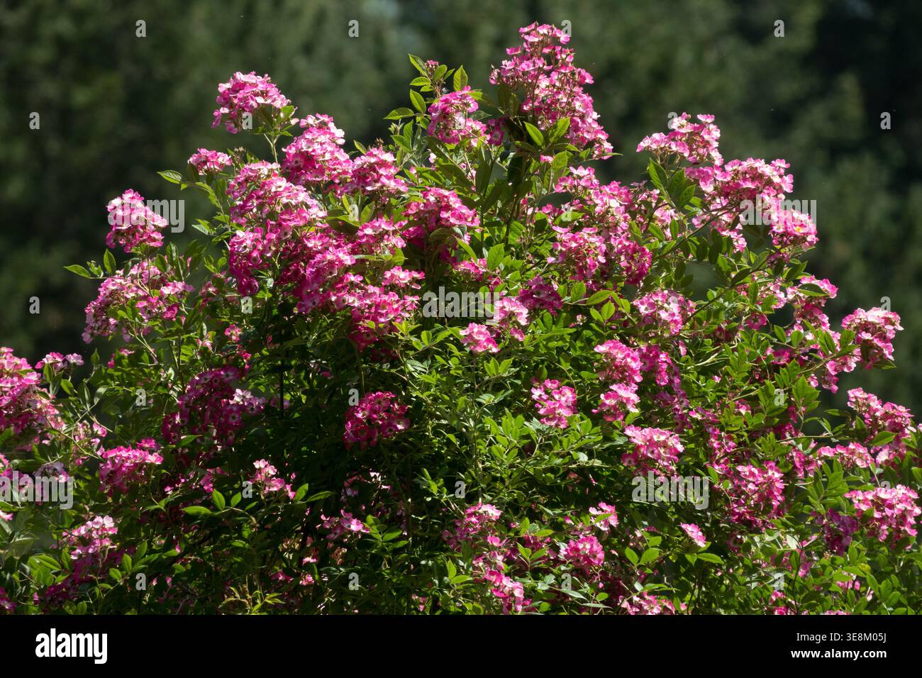 Arbuste rose Rose Rosa 'Mozart' en pleine floraison dans un jardin d'été ensoleillé Banque D'Images