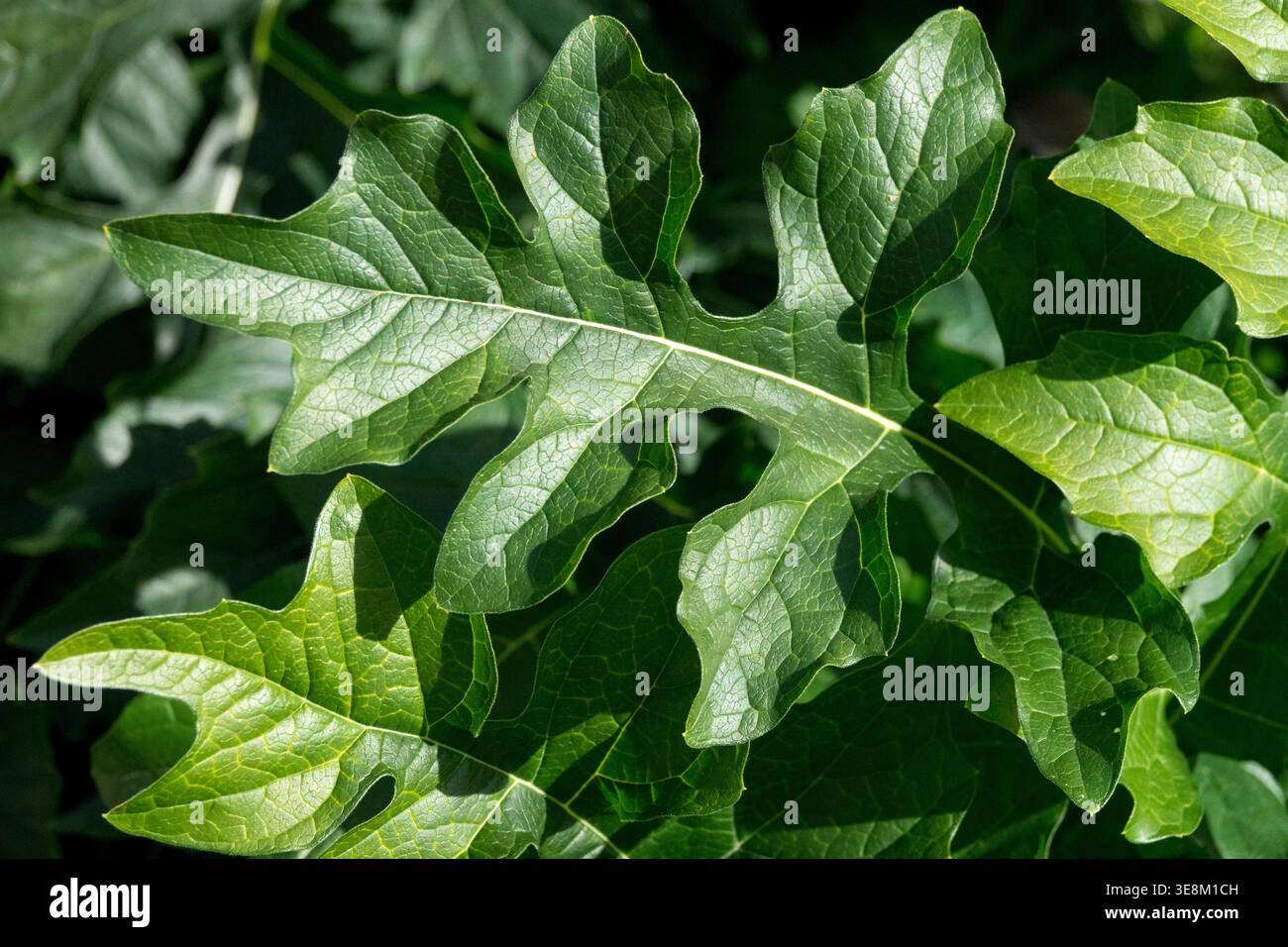 Détail des feuilles lobées vertes de culottes d'ours plante vivace Acanthus hungaricus dans un jardin d'été Banque D'Images