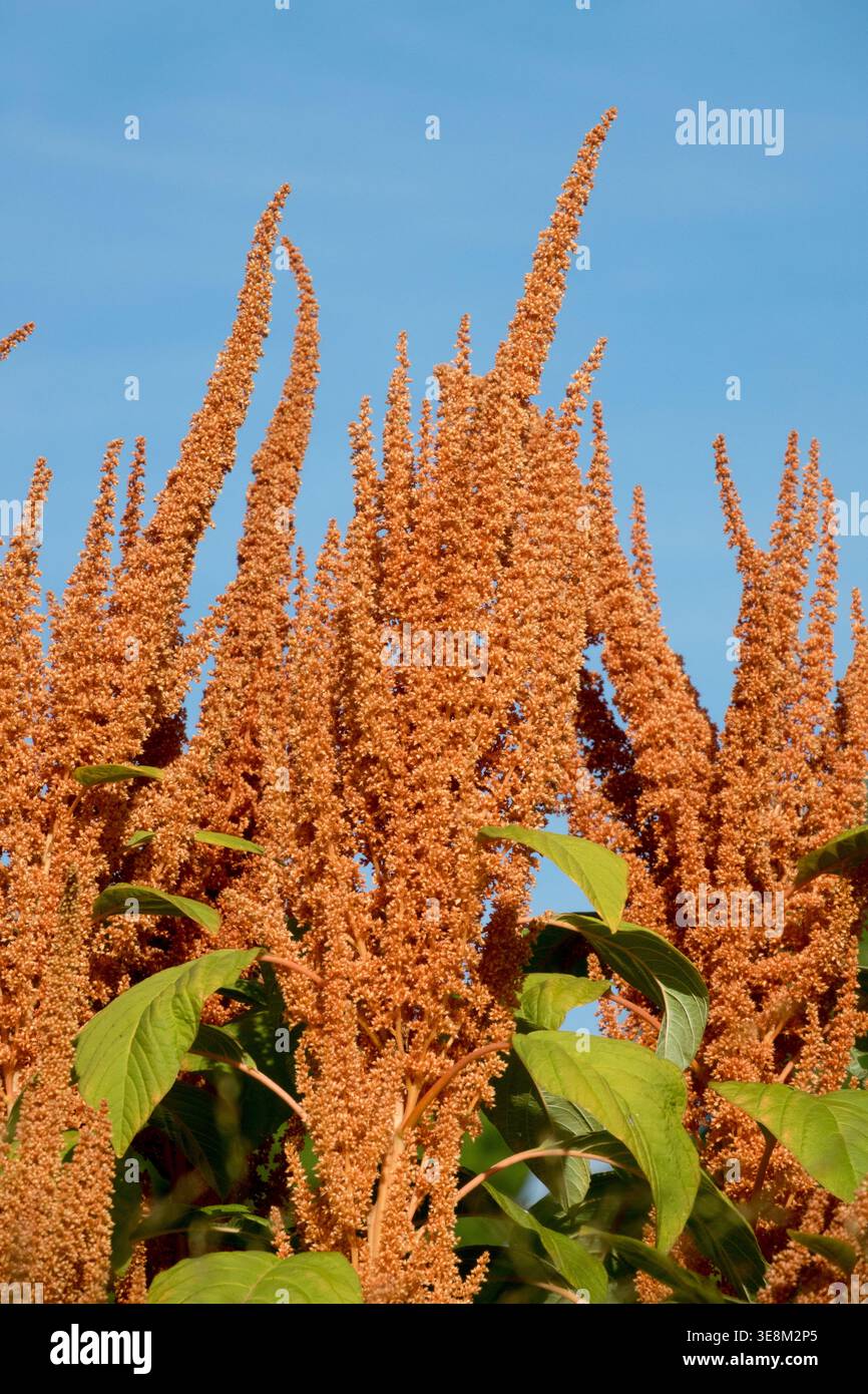 Orange floraison Hot biscuits Amaranthus plantes vivaces dans un jardin d'été ensoleillé Banque D'Images