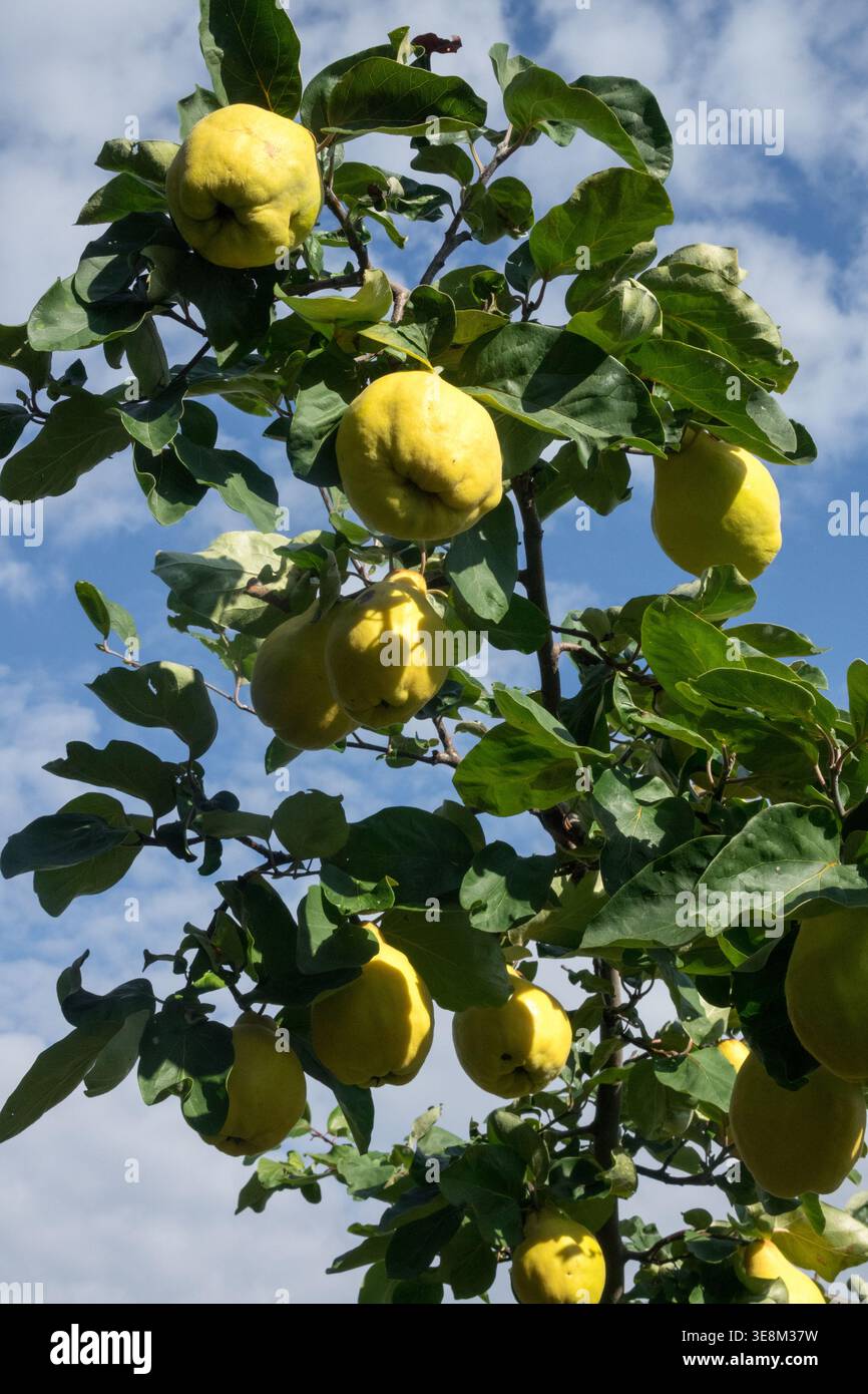 Fruits de coing jaune Cydonia oblonga sur une branche d'arbre dans un jardin d'automne ensoleillé Banque D'Images