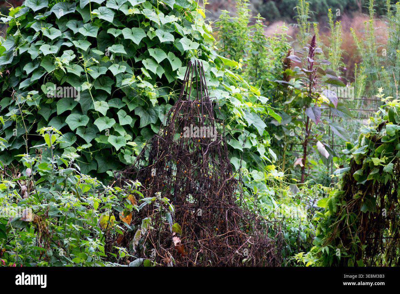 Récolte de fin d'automne dans un jardin de permaculture avec des plants de tomates séchées et des vignes vertes Banque D'Images