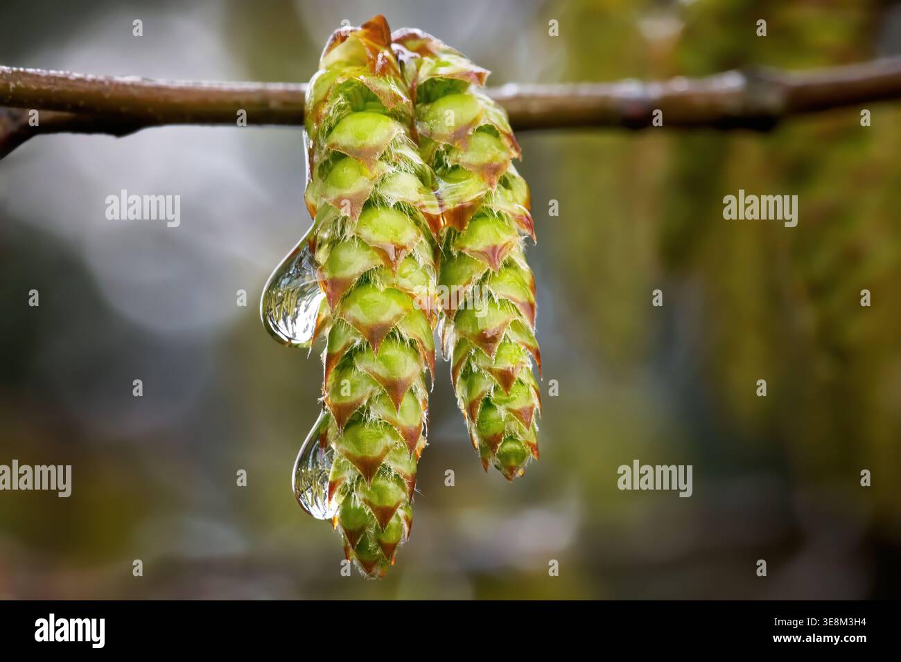 Inflorescences mâles de Carpinus betulus (Carpinus betulus) avec gouttes d'eau Banque D'Images