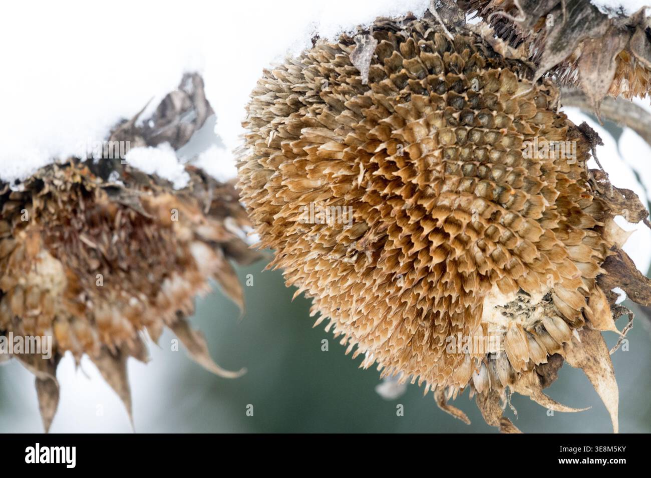 Détail de la tête de graines séchées de tournesol Helianthus annuus recouverte de neige dans un jardin d'hiver Banque D'Images