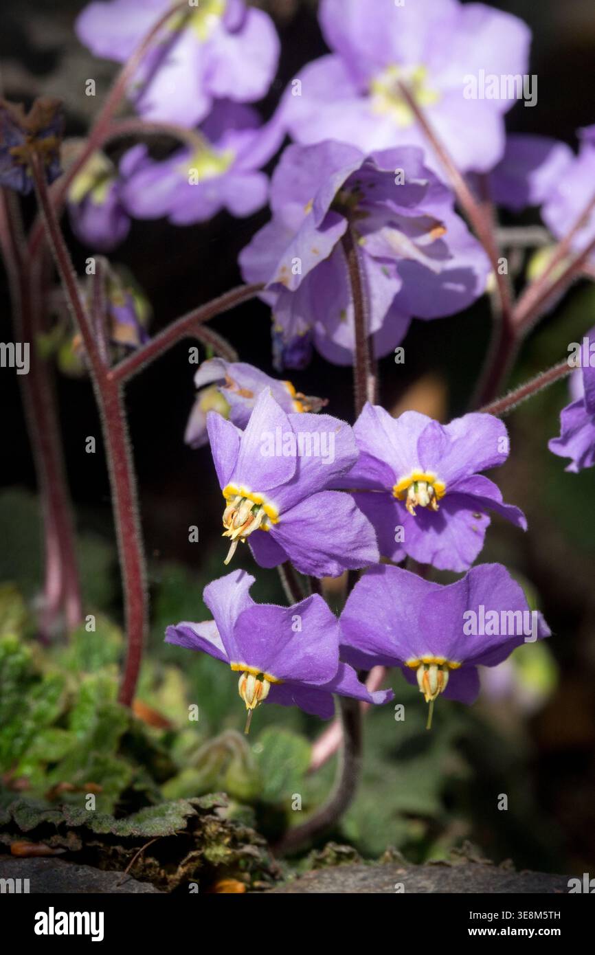 Détail des fleurs vivaces violettes Pyrénées Ramonda myconi au printemps Banque D'Images