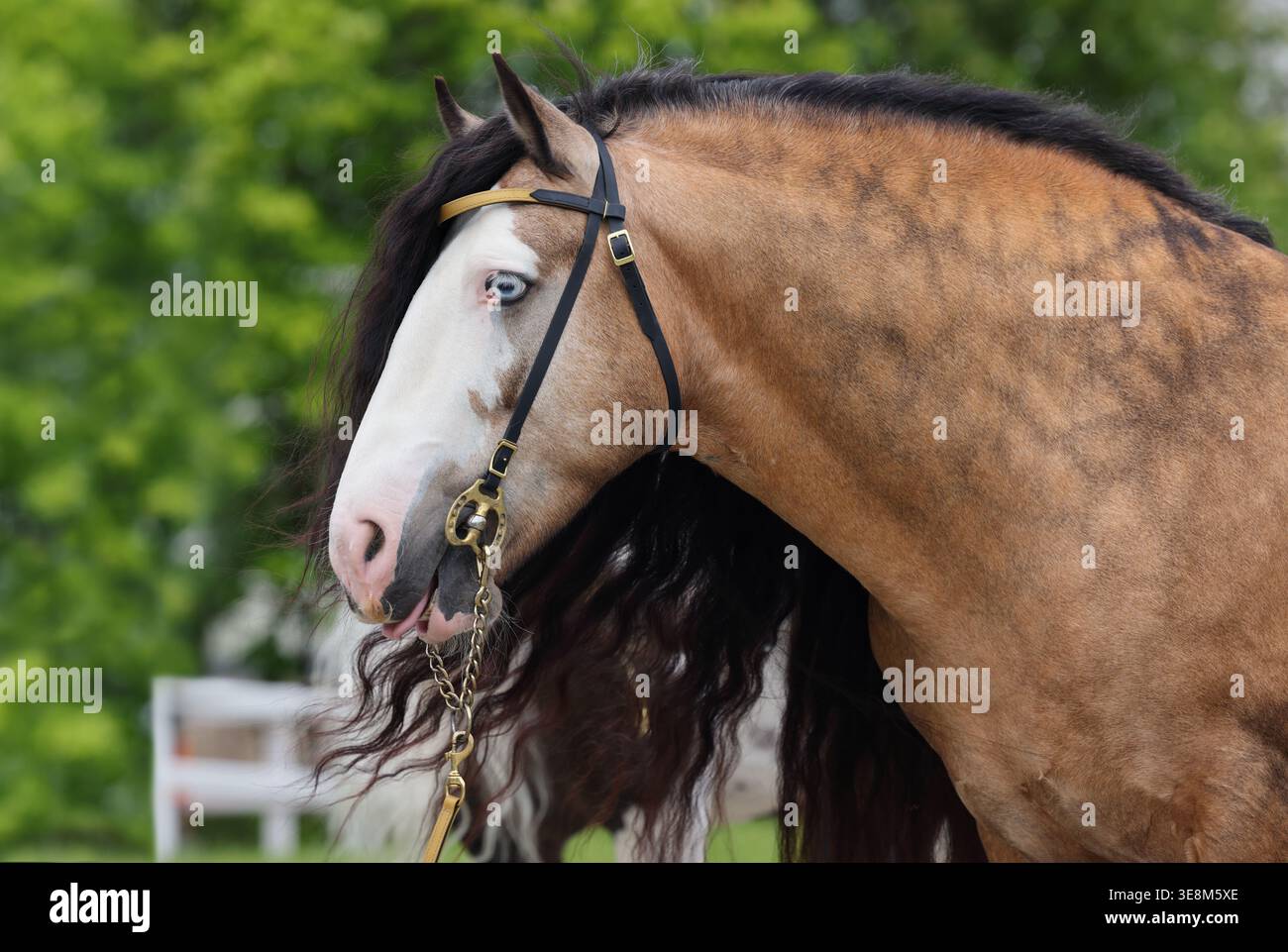 Magnifique cheval Tinker avec une belle crinière Banque D'Images