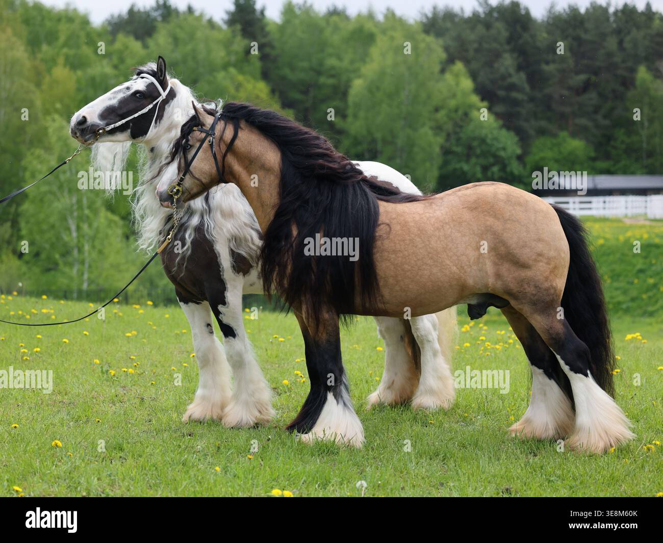 Paire de chevaux Tinker avec une belle crinière dans le portrait de la nature vert d'été Banque D'Images