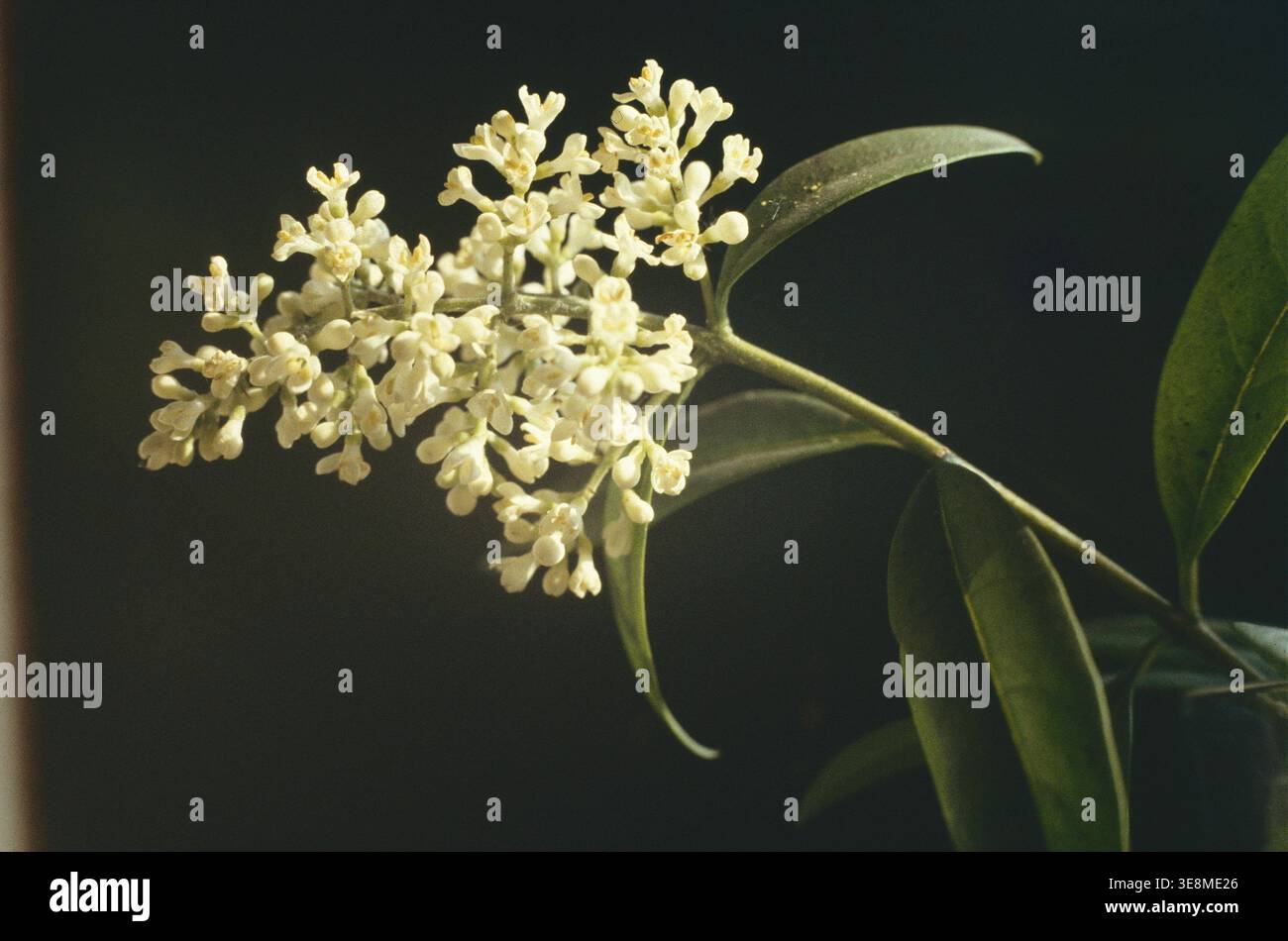 Privet, Ligustrum vulgare Banque D'Images