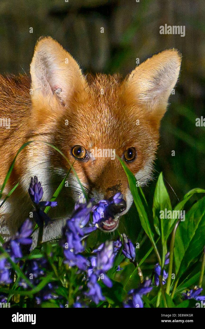 Fox dans Bluebells Banque D'Images