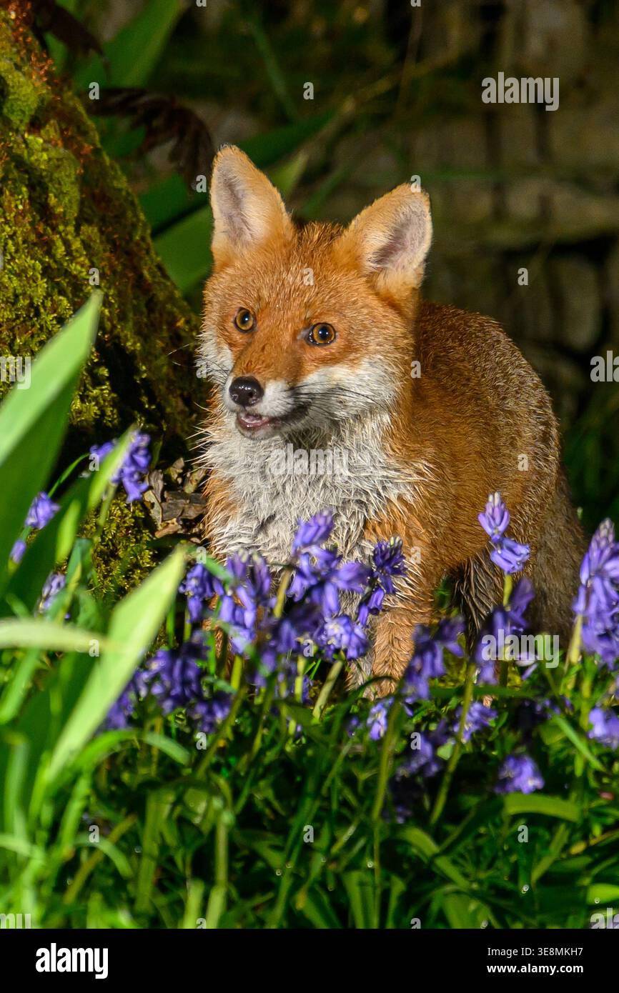 Fox dans Bluebells Banque D'Images