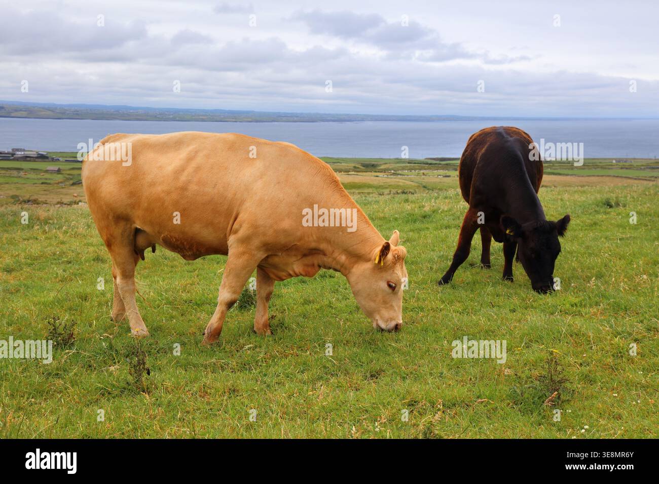 Race noire et rouge Aberdeen Angus dans le comté de Clare en Irlande. Banque D'Images