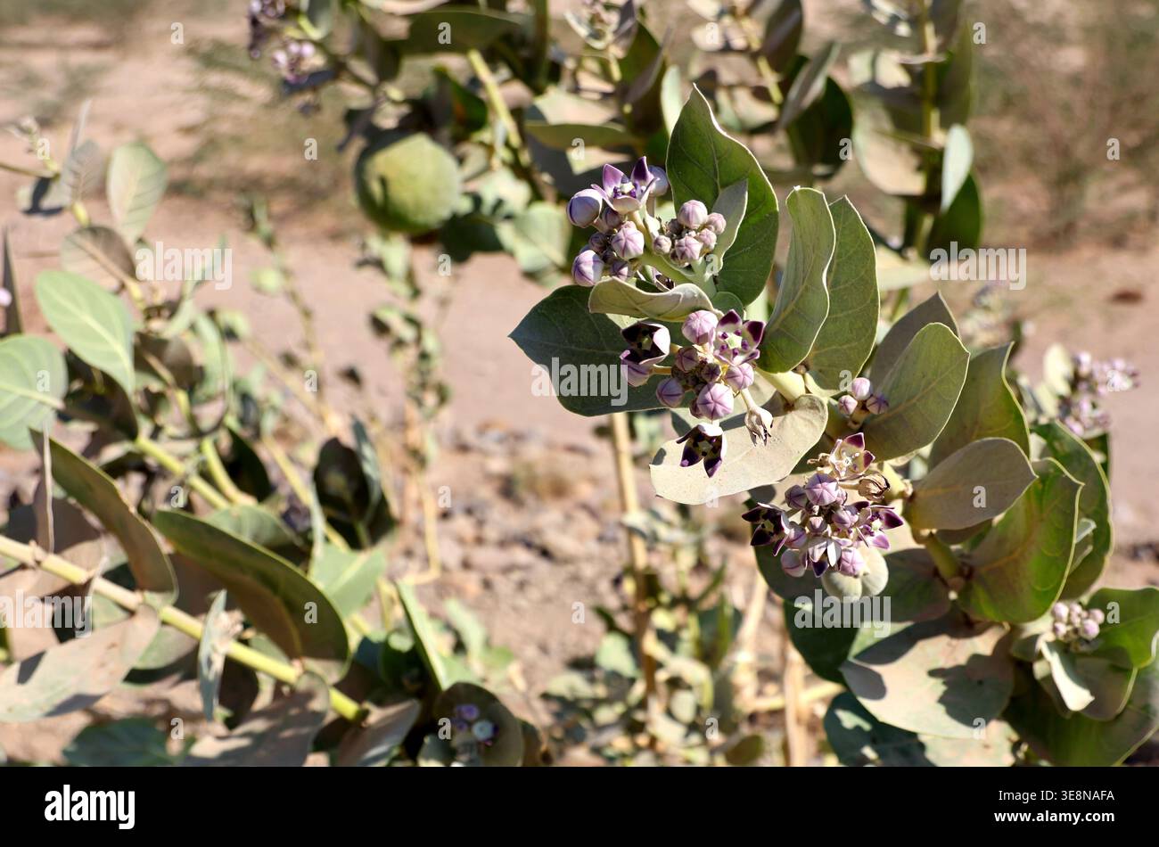 Une plante Calotropis procera, Ethiopie Banque D'Images