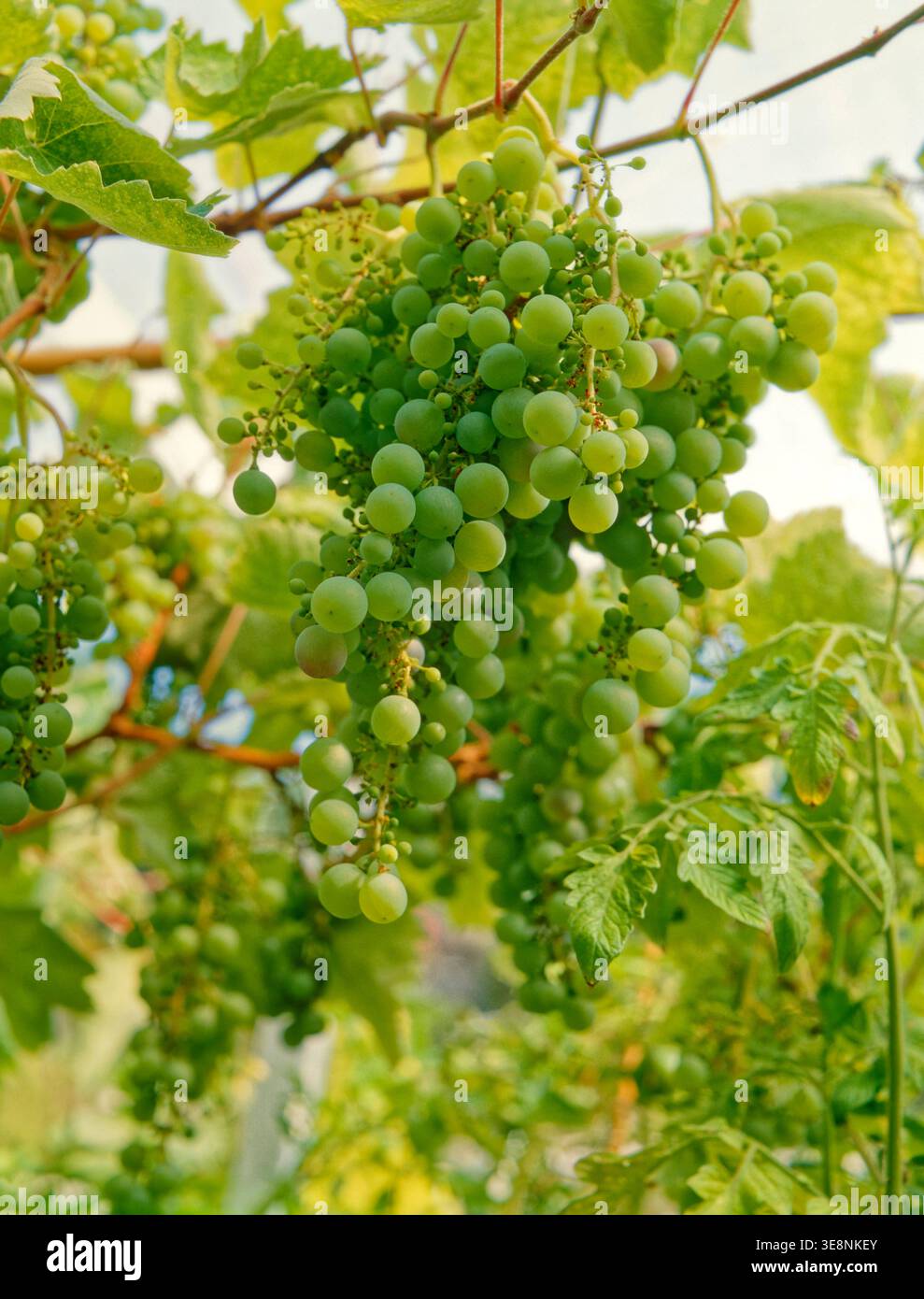 Bouquet suspendu de raisins blancs. Banque D'Images