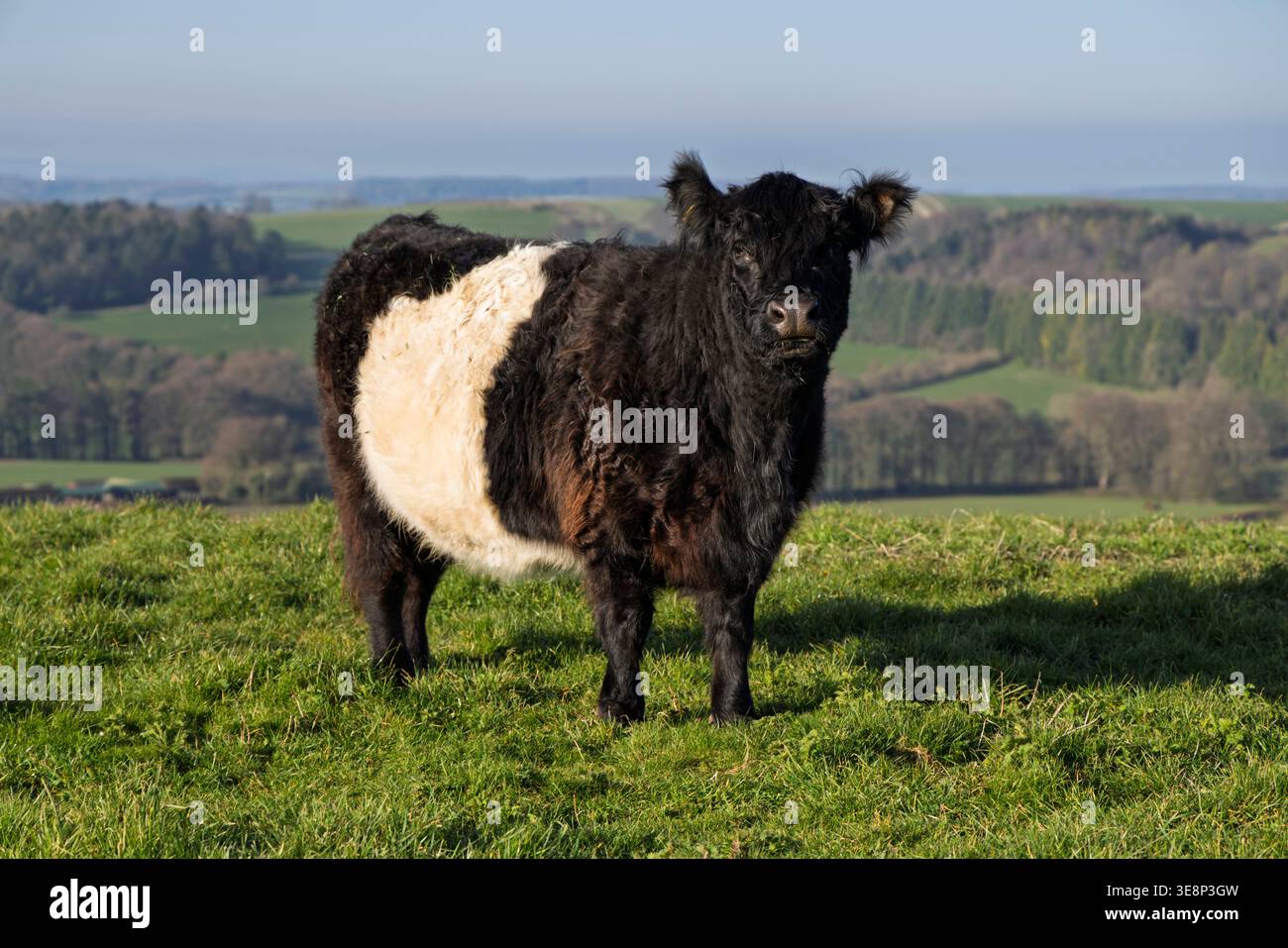 Belted Galloway in Field on Beacon Hill, near Highclere, Hampshire, Angleterre, Royaume-Uni, Europe Banque D'Images