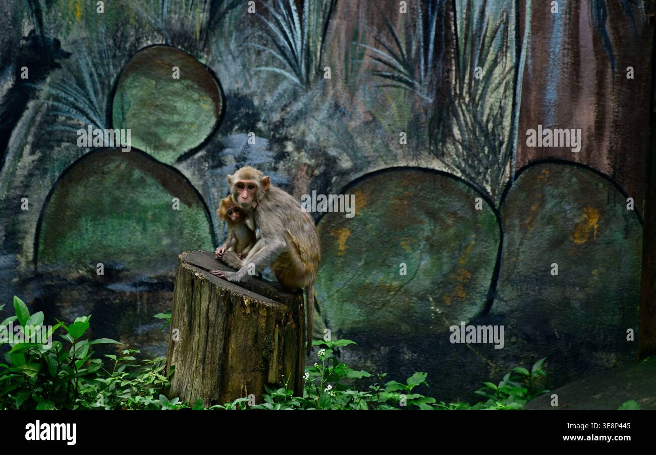 Last Tree Standing : Monkeys on a Lone Stump symbolisant la déforestation et la crise environnementale Banque D'Images