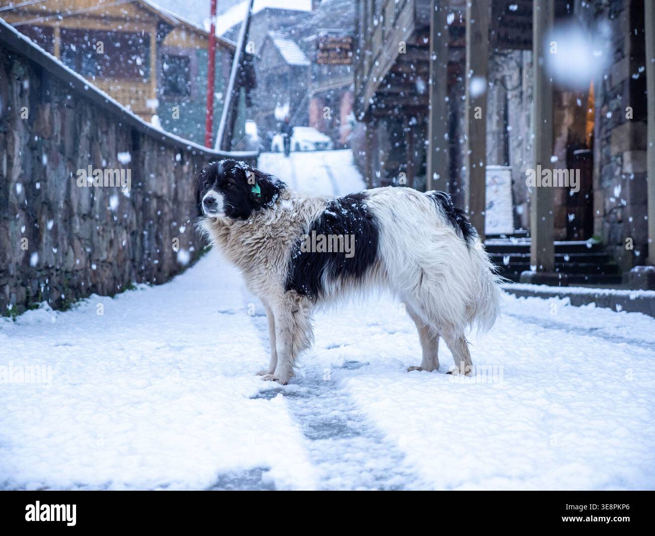 Chien de rue errant mignon debout sur la route couverte de neige entre les bâtiments en pierre avec des flocons de neige tombant autour de lui dans le vieux Dilijan, province de Tavush, Armeni Banque D'Images
