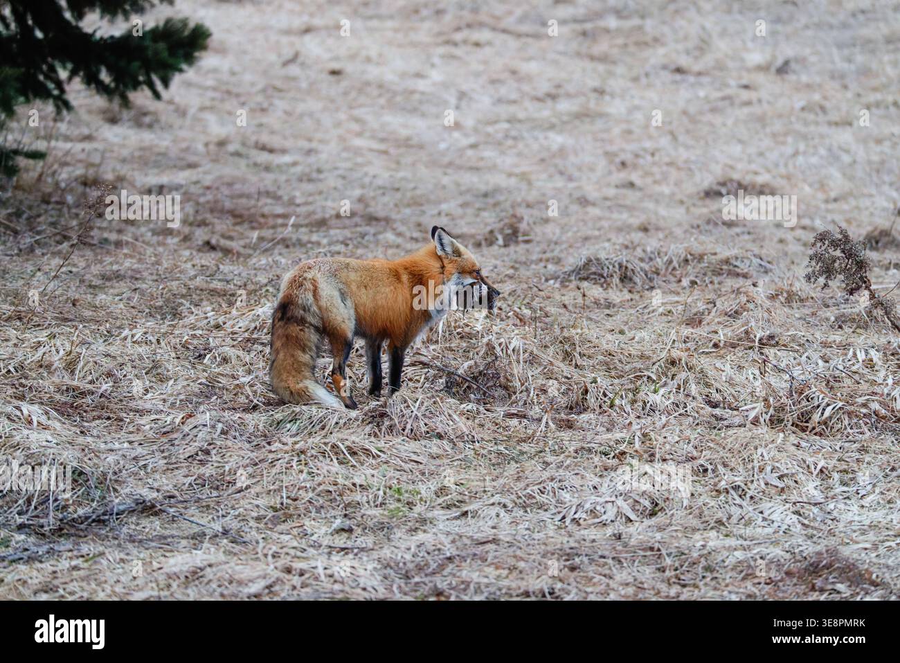 Renard roux retournant à la tanière avec une bouchée de campagnols un matin de printemps dans le nord du Wisconsin. Banque D'Images