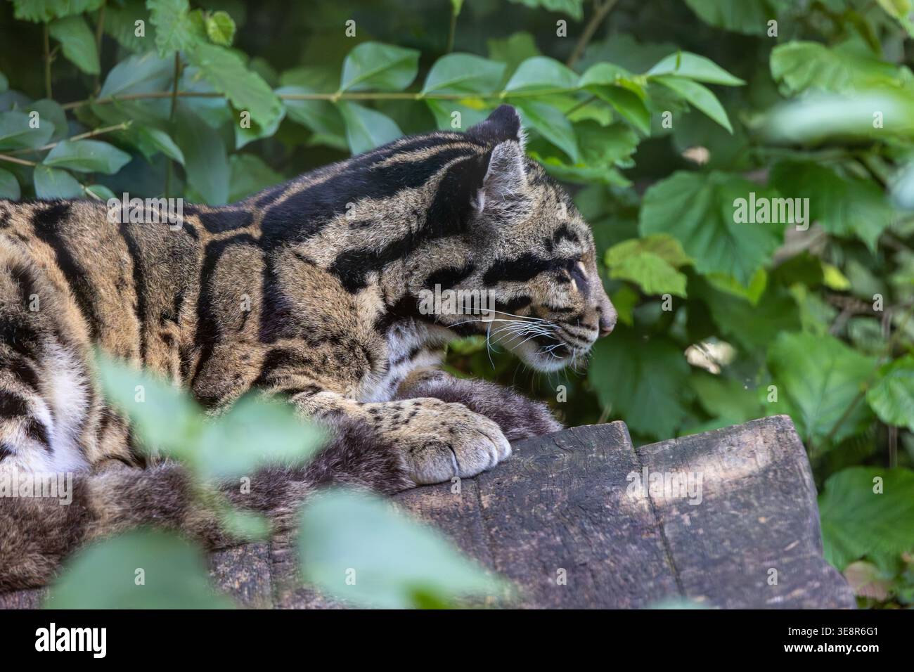 Léopard nuageux se relaxant sur une surface en bois avec un fond de feuillage vert Banque D'Images
