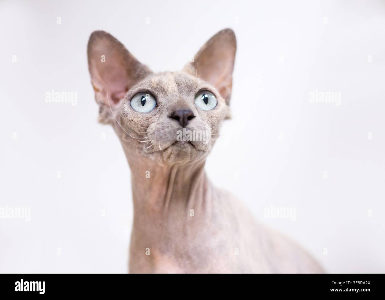 Un chat Sphynx sans poils levant la tête avec une expression aux yeux larges Banque D'Images