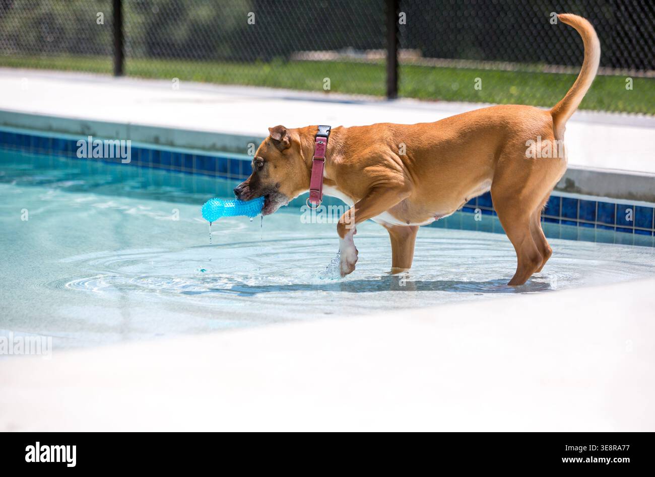 Chien de race mixte Pit Bull Terrier récupérant un jouet dans une piscine Banque D'Images