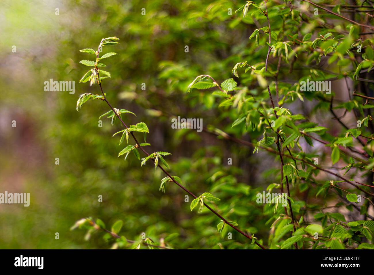 Feuilles vertes fraîches sur les branches de printemps. Gros plan de jeunes feuilles vertes poussant sur de fines branches à la lumière naturelle douce, montrant une croissance printanière fraîche avec Banque D'Images