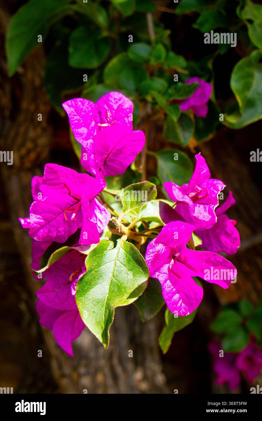 Vibrante bougainvilliers violets spectabilis fleurs en pleine floraison avec des feuilles vertes sur une tige boisée à la lumière du jour algarve, portugal Banque D'Images