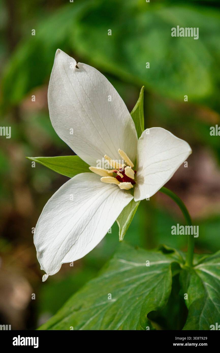 Fleur blanche de Trillium en gros plan dans une forêt Banque D'Images