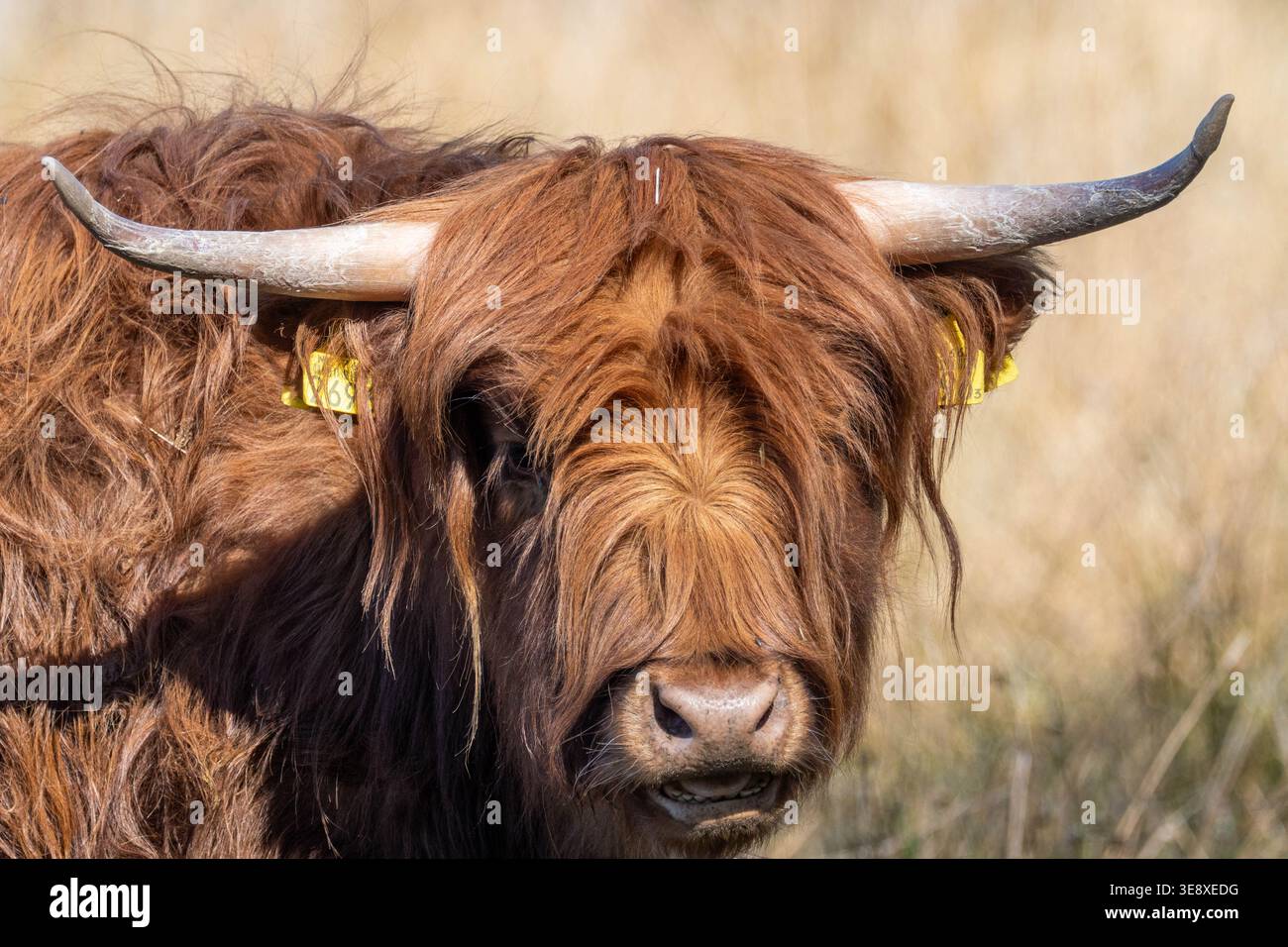 Portrait d'une vache écossaise des hautes terres Banque D'Images