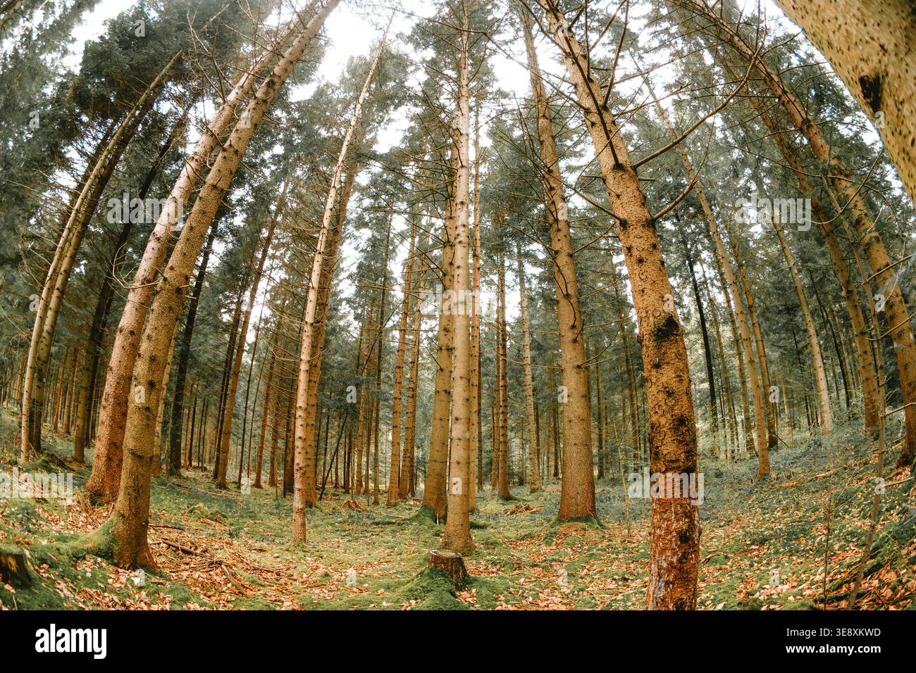 Une perspective fisheye à angle bas d'une forêt verdoyante montrant d'imposants arbres à feuilles persistantes et un sol couvert d'aiguilles en automne Banque D'Images