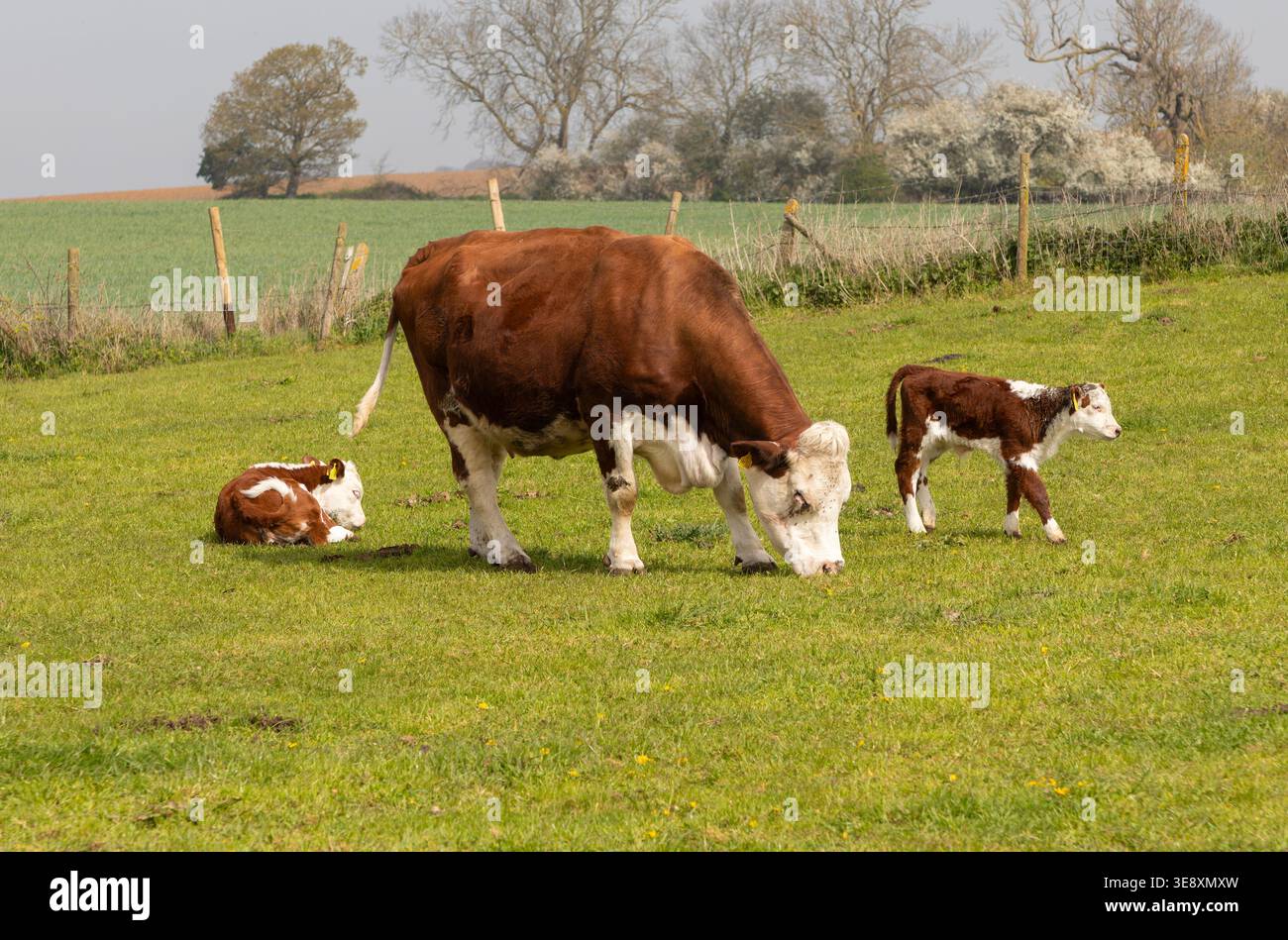 Bovins Hereford, vache avec des veaux en champ, Boyton, Suffolk, Angleterre, Royaume-Uni Banque D'Images