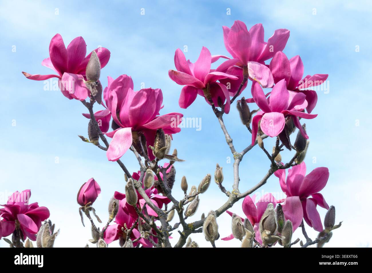 Détail des fleurs rose foncé de Magnolia Vulcan arbre Banque D'Images