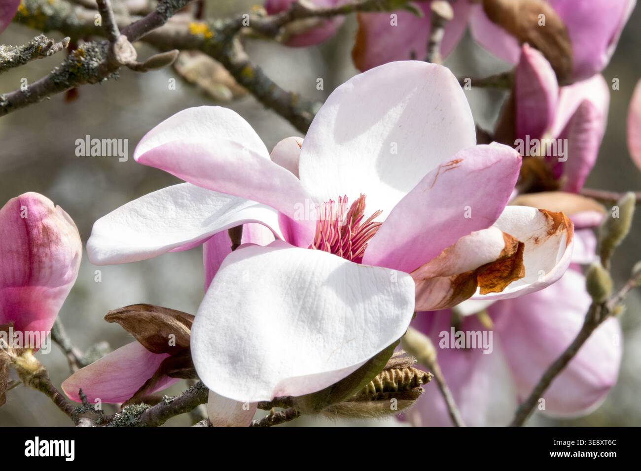 Gros plan de fleur rose de Magnolia Iolanthe arbre Banque D'Images