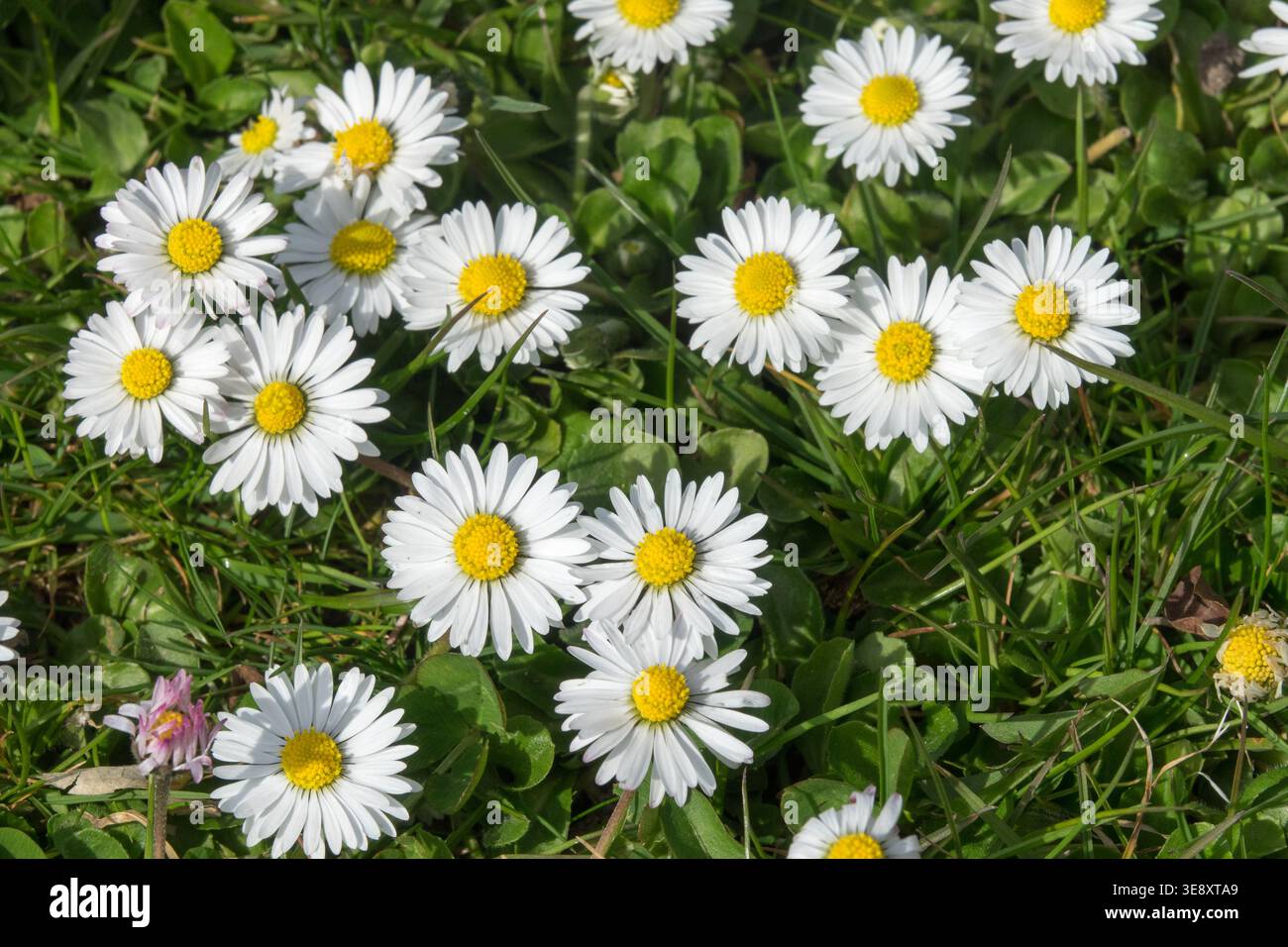 Détail des fleurs blanches de Bellis perennis plante vivace dans un pré vert Banque D'Images