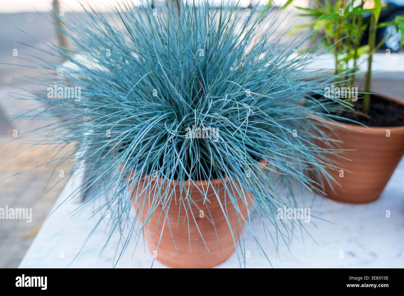 Herbe de fétuque bleue texturée fine dans un récipient en céramique rustique à l'extérieur près d'un bâtiment européen traditionnel. Concept de beauté botanique, résilient la Banque D'Images