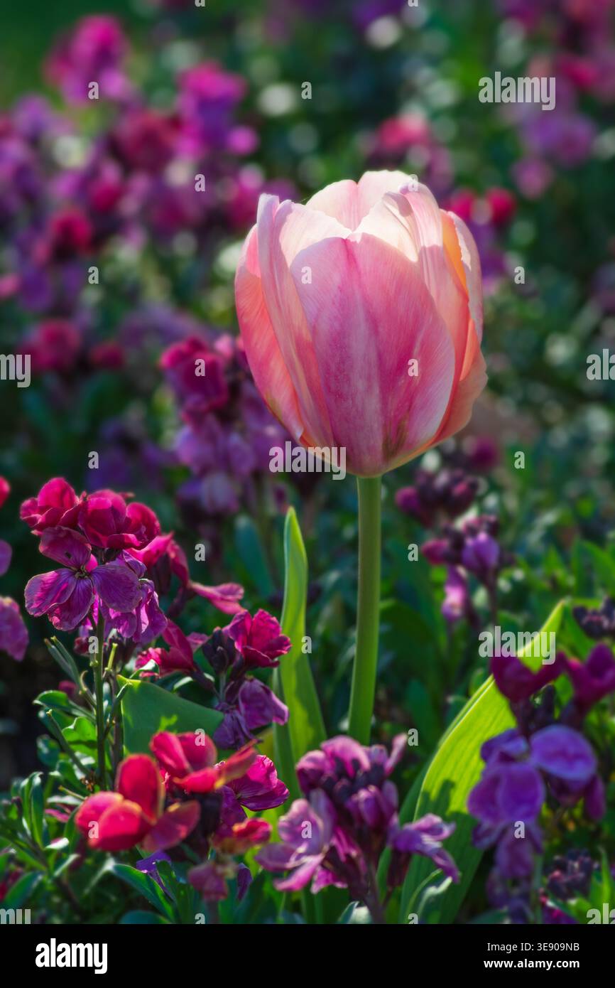 Tulipe rose et fleurs murales roses et violettes, schéma de plantation printanière Banque D'Images