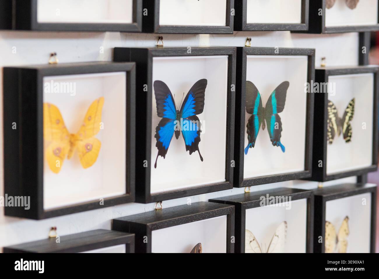 Collection souvenir papillon dans le cadre Banque D'Images