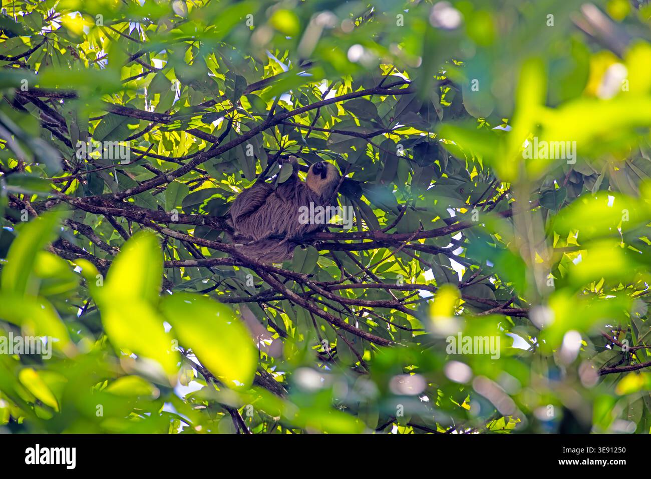 Paresseux Choloepus hoffmanni reposant dans l'arbre tropical Panama Banque D'Images