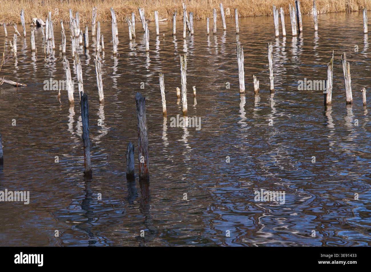 Vieilles piles de bois dépassant de l'eau. Photo de haute qualité Banque D'Images